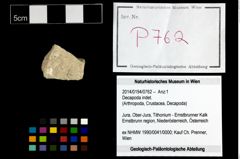 Foto (Objekt + Etikett) von Decapoda indet.  (NHMW-GEO-2014-0194-0762)